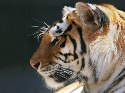 Profilo di un animali di tigri del Bengala tigre sfondi