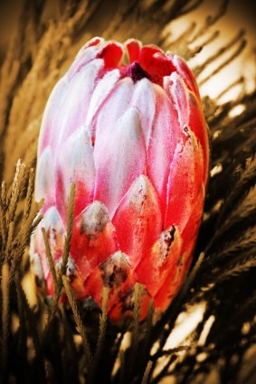 Protea kwiat