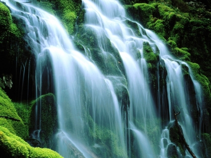 Proxy Falls Sodden Moss Wallpaper Waterfalls Nature