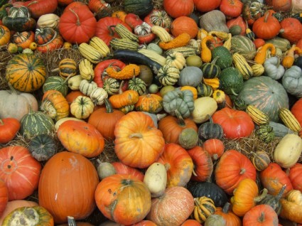 カボチャの秋の収穫祭