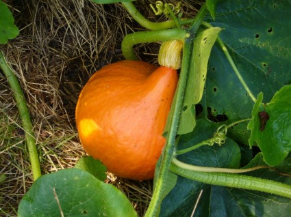 かぼちゃの野菜
