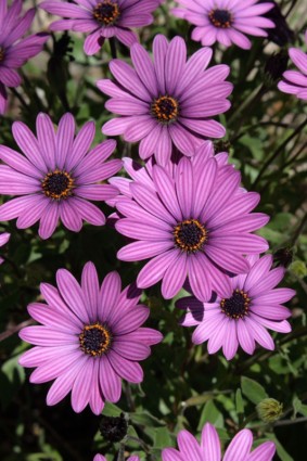 紫色のアフリカ デイジーの花