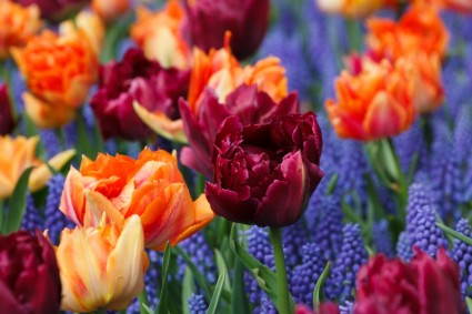Hoa tulip màu tím và màu da cam