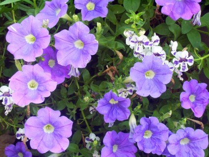 fleurs violets et blancs