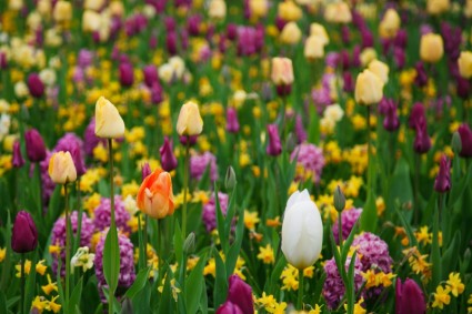 tulipanes morados y amarillos