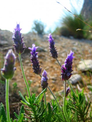 Purple Blum Flower Purple Blum Flower