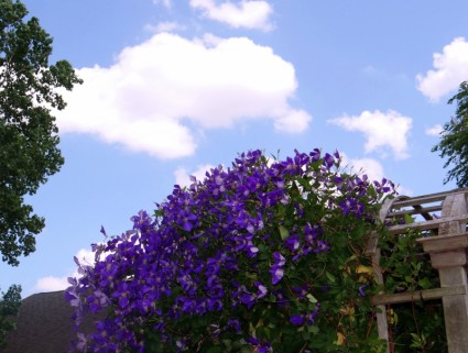 Purple Clematis And Sky