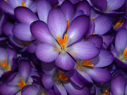 nature fleurs Purple crocus wallpaper