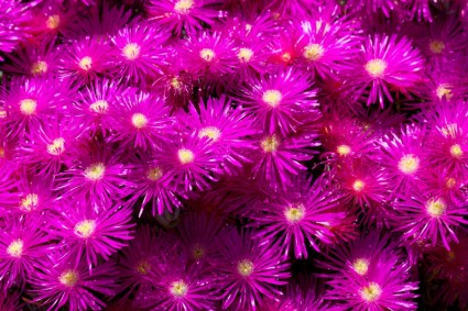 Fondo de la flor púrpura