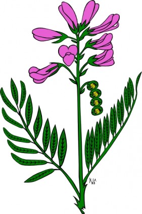 clip art de flor morada