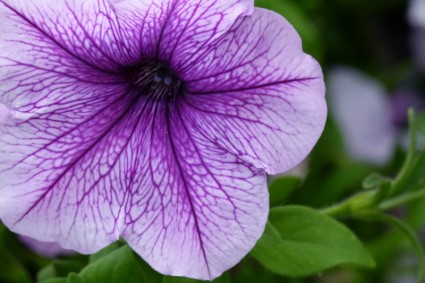 naturaleza de la flor púrpura