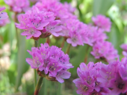 bunga ungu alam