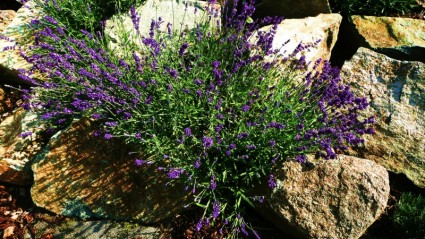 flores de color púrpura