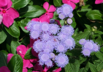 été jardin fleurs violettes