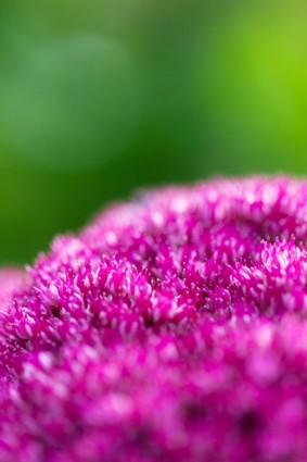 fiori viola su sfondo verde