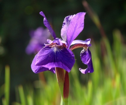 lila-iris