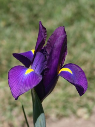 ungu iris