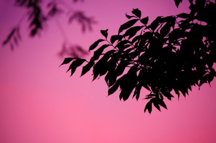 silhueta de folha roxa