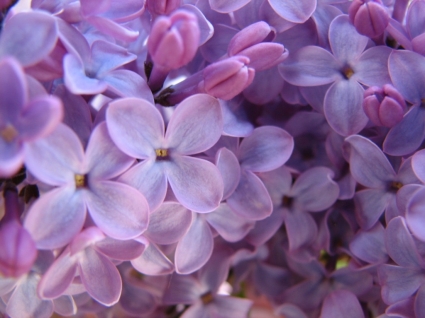 natura fiori viola lilla carta da parati