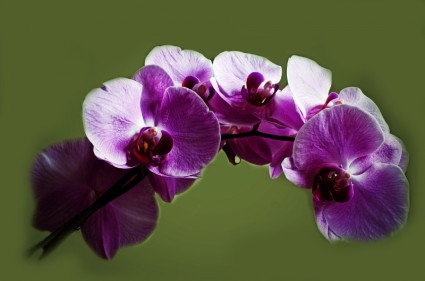 purpurowa orchidea