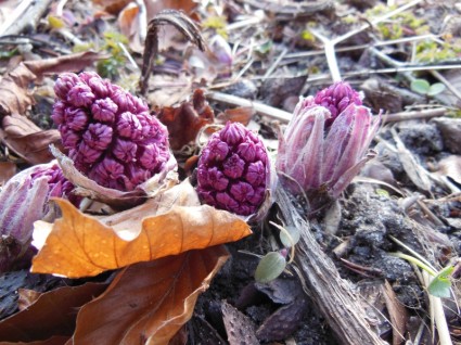 nature plantes Purple