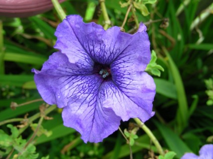 fleur petunia violet pourpre