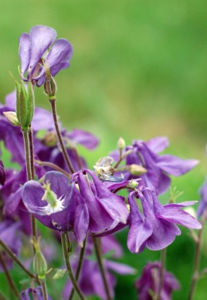 fleurs d'été violet