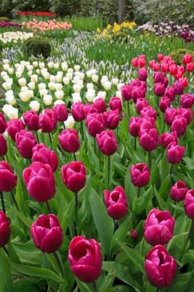 tulipes pourpres
