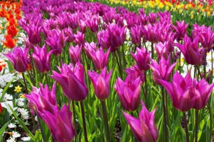 tím hoa tulip