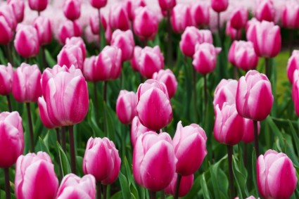 dettaglio di tulipani viola