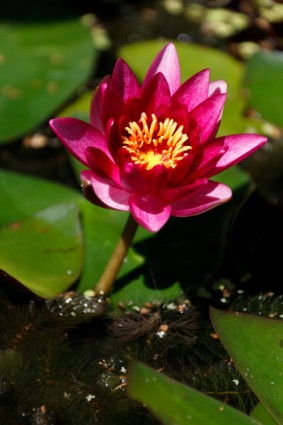 màu tím water lily