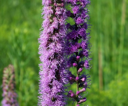 紫色的雜草