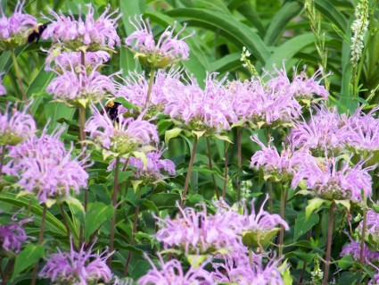 紫色の野生の花