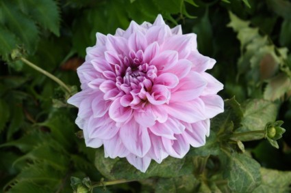 fleur de fleur de PurplePink