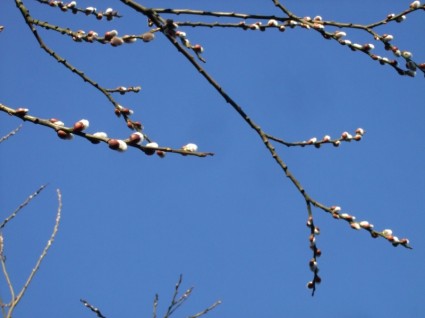 blue willow pus spring
