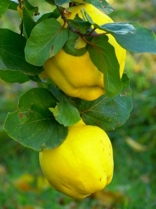 พืชผลไม้ quince