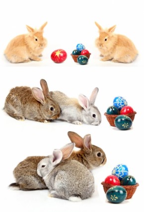 foto ad alta definizione di coniglio