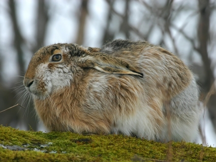 Kaninchen-Bilder-andere Tiere