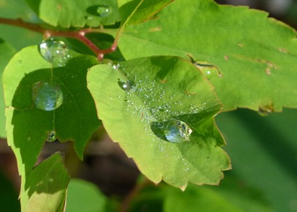 Regen fällt Baum leaf