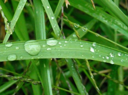 gocce di pioggia su erba