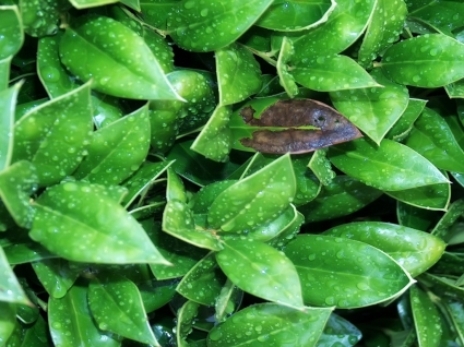 tetes hujan pada hijau daun wallpaper tanaman alam