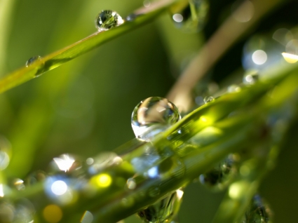 قطرات المطر جدران النباتات الطبيعة