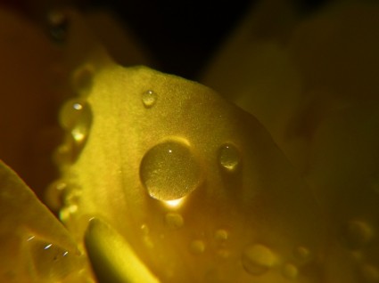 gotas de chuva flor amarela