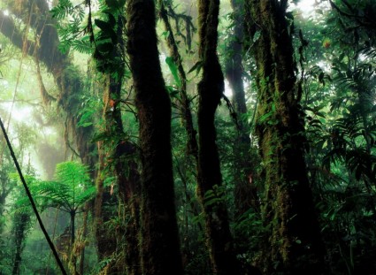 feuchten Regenwald-vegetation
