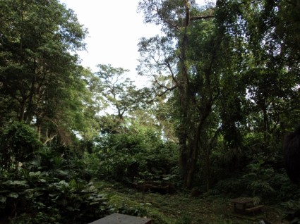 Parc de la forêt tropicale
