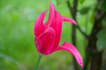 Regen Frühling Tulpe