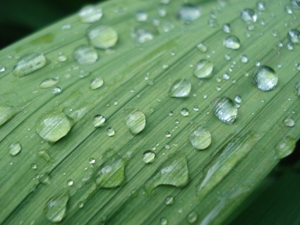 giọt nước mưa tạp chí thiên nhiên
