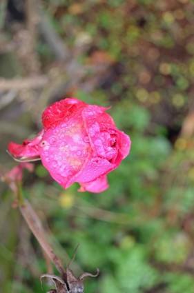 las gotas de lluvia y rosas