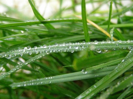 las gotas de lluvia hierba
