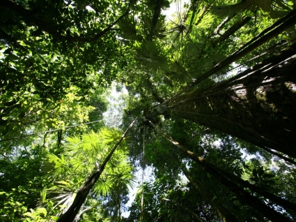 Rainforest baldachim tapety rośliny natura